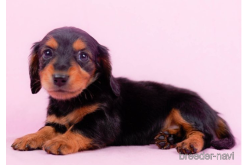 成約済の東京都のミニチュアダックスフンド(ロングヘアード)-225164の3枚目